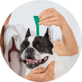 animal flea and tick services durham new hampshire