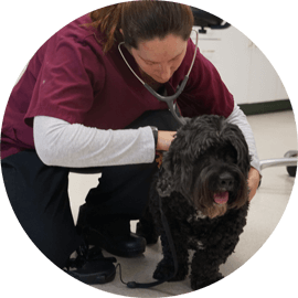 animal health checkup services durham new hampshire
