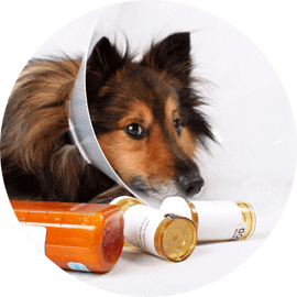 animal pharmacy services durham new hampshire
